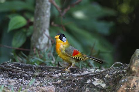 相思鳥種類